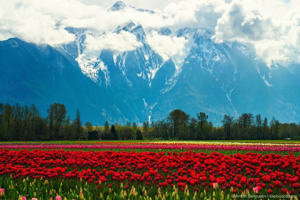 Tulip Festivals (Vancouver) - My, Flowers, Tulips, Tulip Festival, Canada, Longpost