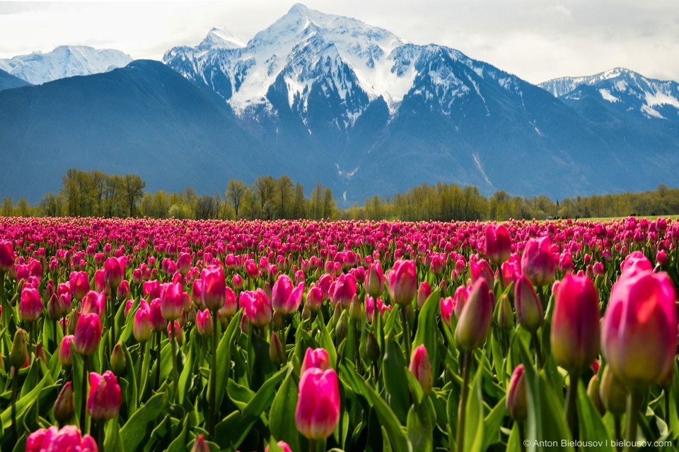 Tulip Festivals (Vancouver) - My, Flowers, Tulips, Tulip Festival, Canada, Longpost