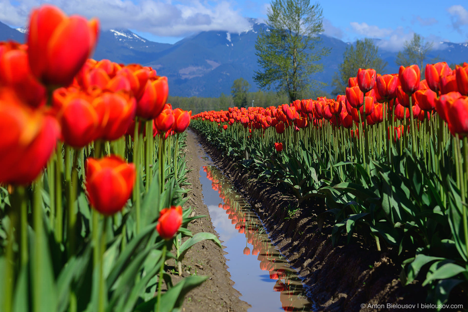 Tulip Festivals (Vancouver) - My, Flowers, Tulips, Tulip Festival, Canada, Longpost