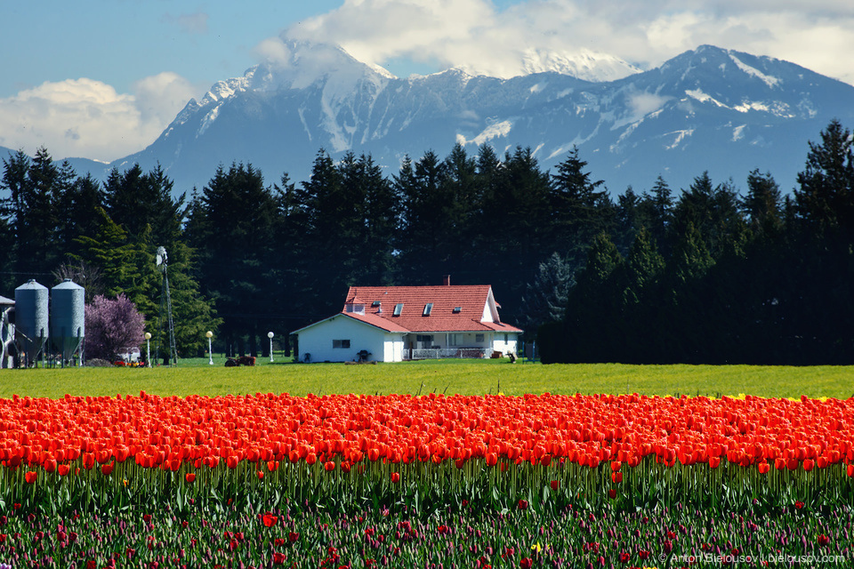 Tulip Festivals (Vancouver) - My, Flowers, Tulips, Tulip Festival, Canada, Longpost