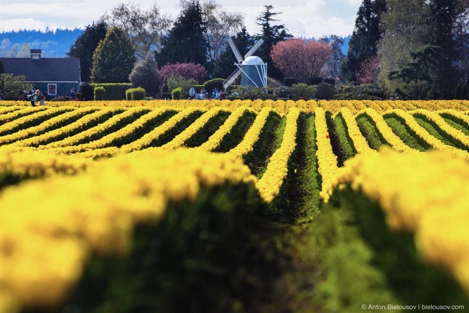 Tulip Festivals (Vancouver) - My, Flowers, Tulips, Tulip Festival, Canada, Longpost