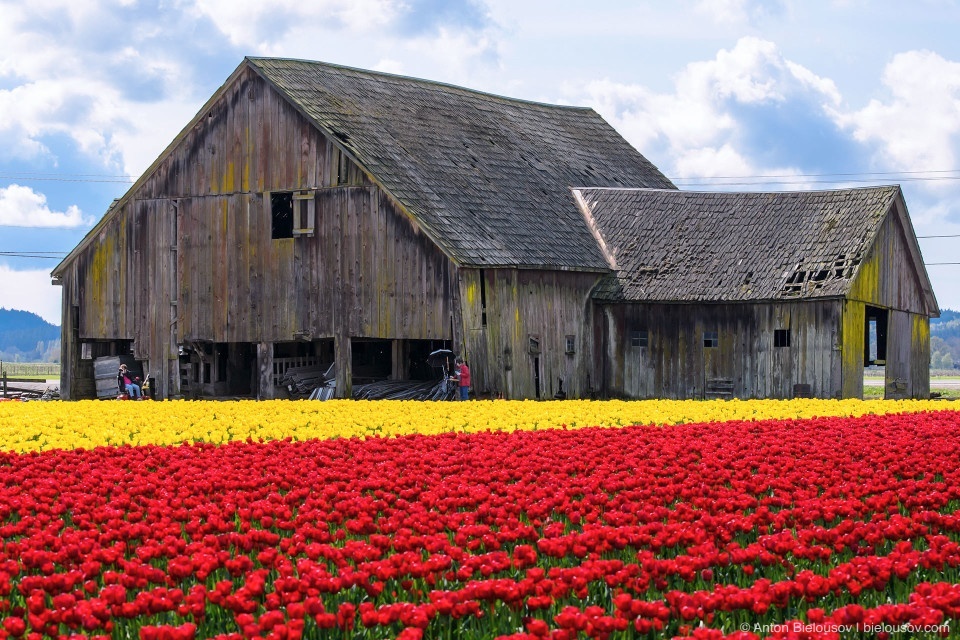 Tulip Festivals (Vancouver) - My, Flowers, Tulips, Tulip Festival, Canada, Longpost