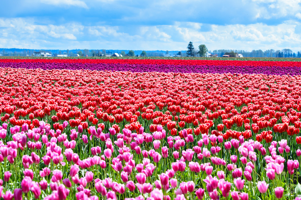 Tulip Festivals (Vancouver) - My, Flowers, Tulips, Tulip Festival, Canada, Longpost