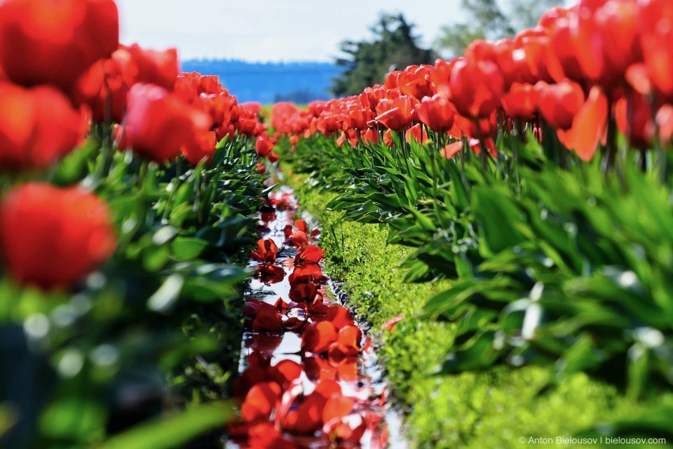 Tulip Festivals (Vancouver) - My, Flowers, Tulips, Tulip Festival, Canada, Longpost