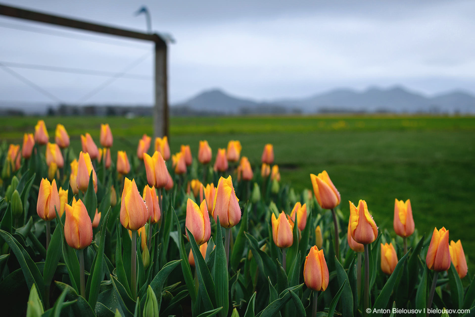 Tulip Festivals (Vancouver) - My, Flowers, Tulips, Tulip Festival, Canada, Longpost