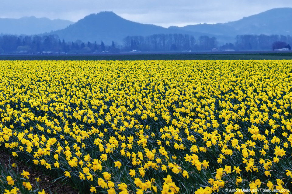 Tulip Festivals (Vancouver) - My, Flowers, Tulips, Tulip Festival, Canada, Longpost