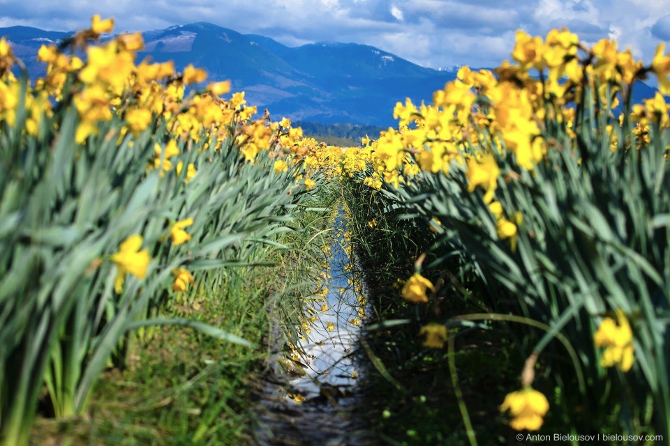 Tulip Festivals (Vancouver) - My, Flowers, Tulips, Tulip Festival, Canada, Longpost