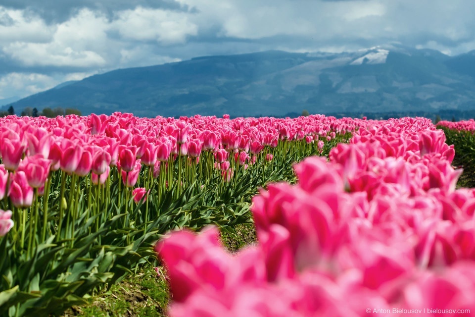 Tulip Festivals (Vancouver) - My, Flowers, Tulips, Tulip Festival, Canada, Longpost