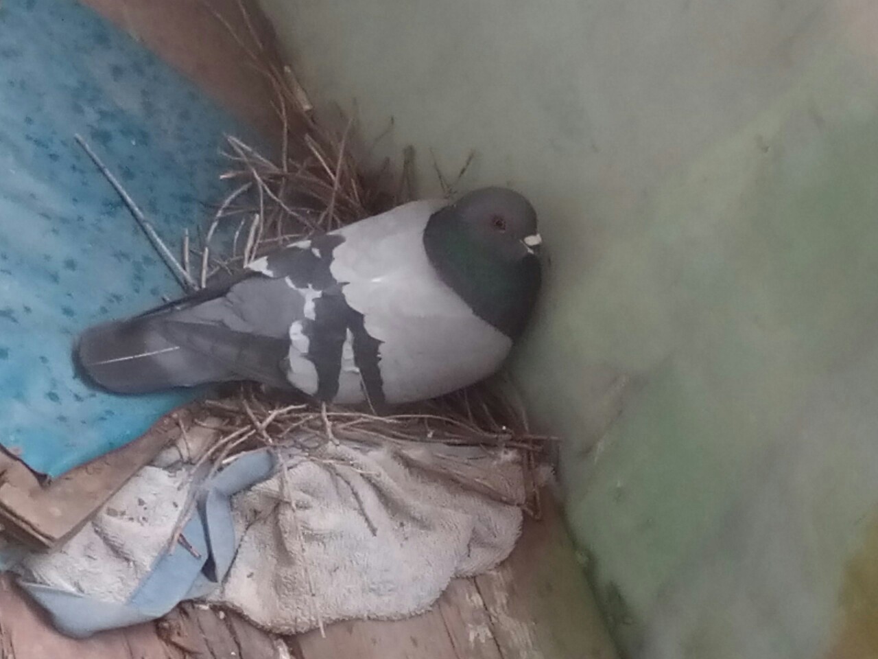 New neighbors - My, Chicks of pigeons, Birds