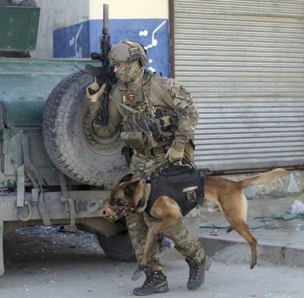 Portable tactical dog - Dog, Army