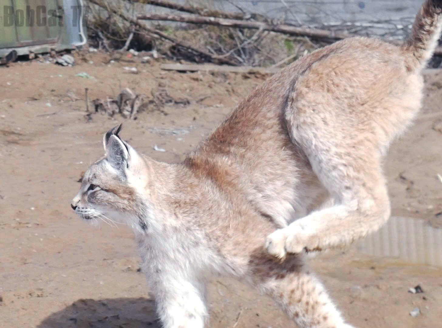 Run of the Yakut lynx Umka - My, Lynx, Katyavaleeva, Run, Longpost