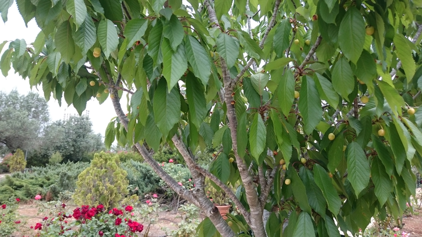 Birds and cherries - My, Birds, Cherries, Longpost