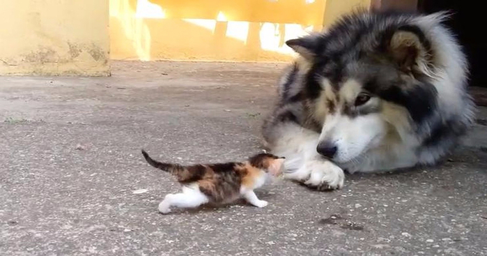 Looking for warmth and protection. - cat, Dog, Catomafia