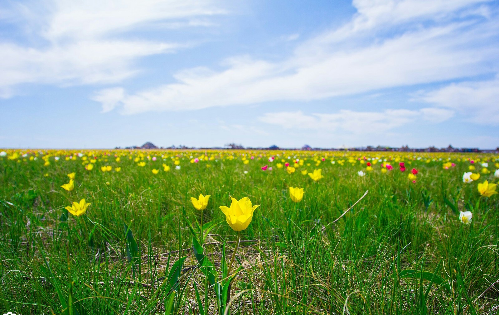 Saratov region. - Saratov, Flowers, Spring