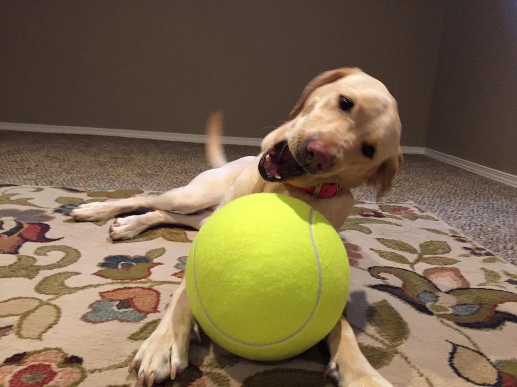 The best $8.99 I've spent on Amazon - Dog, Toys, Ball, Joy