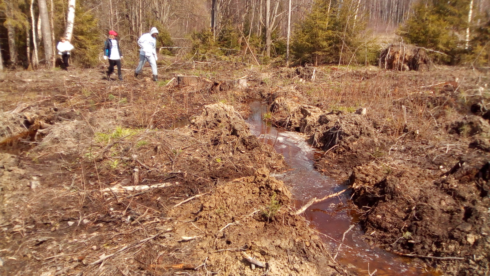 planting scaffolding - My, Forest, Text, Landing, Feces, Longpost