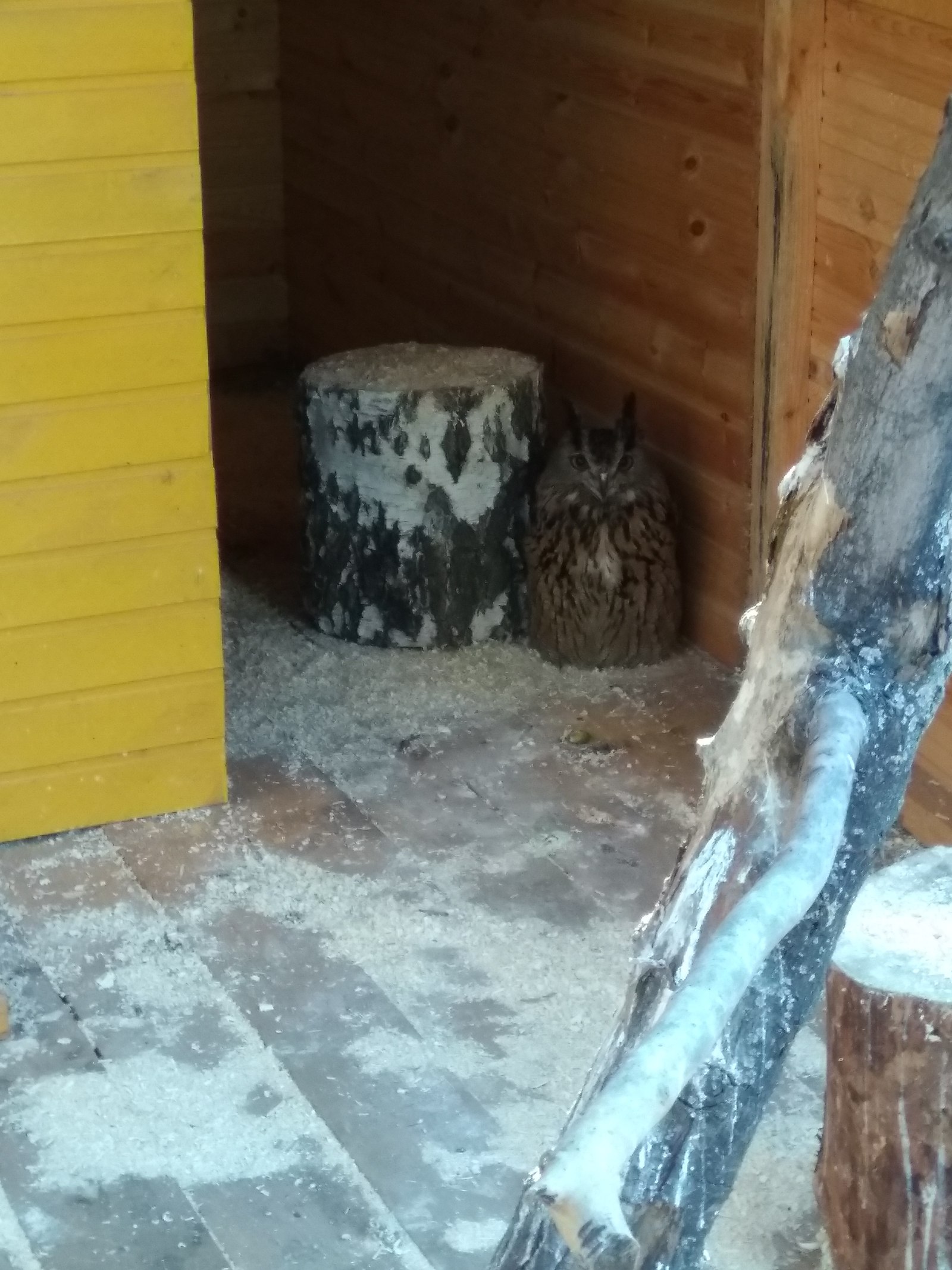 Stump with eyes - My, Owl, Stump, Zoo, Kuzminki