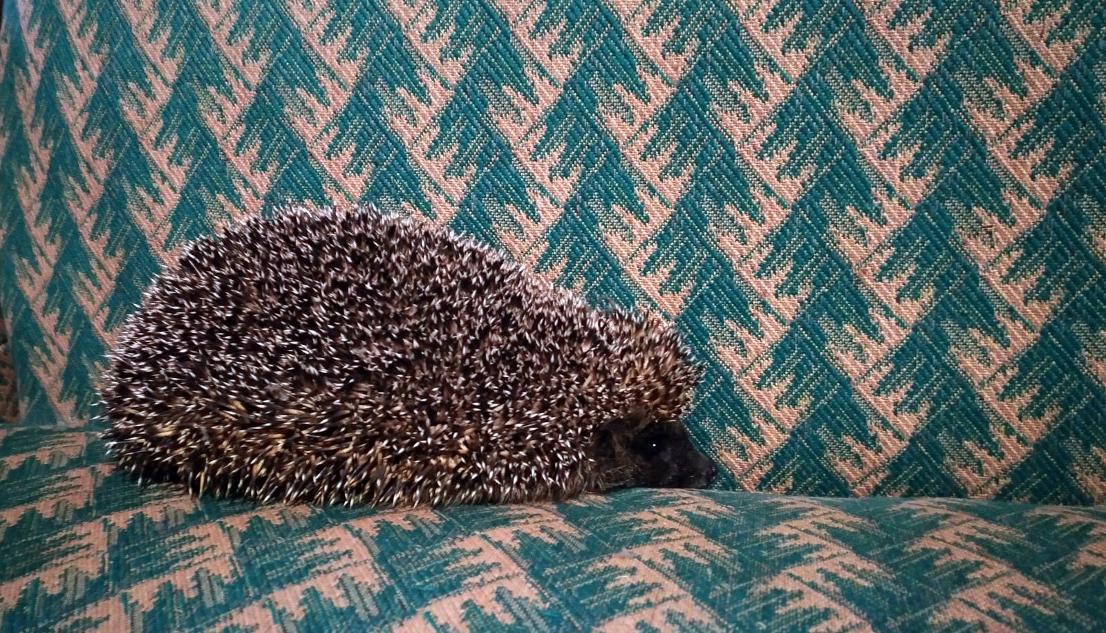 I already found a hedgehog))) - My, Hedgehog, Forest, Fog, Animals