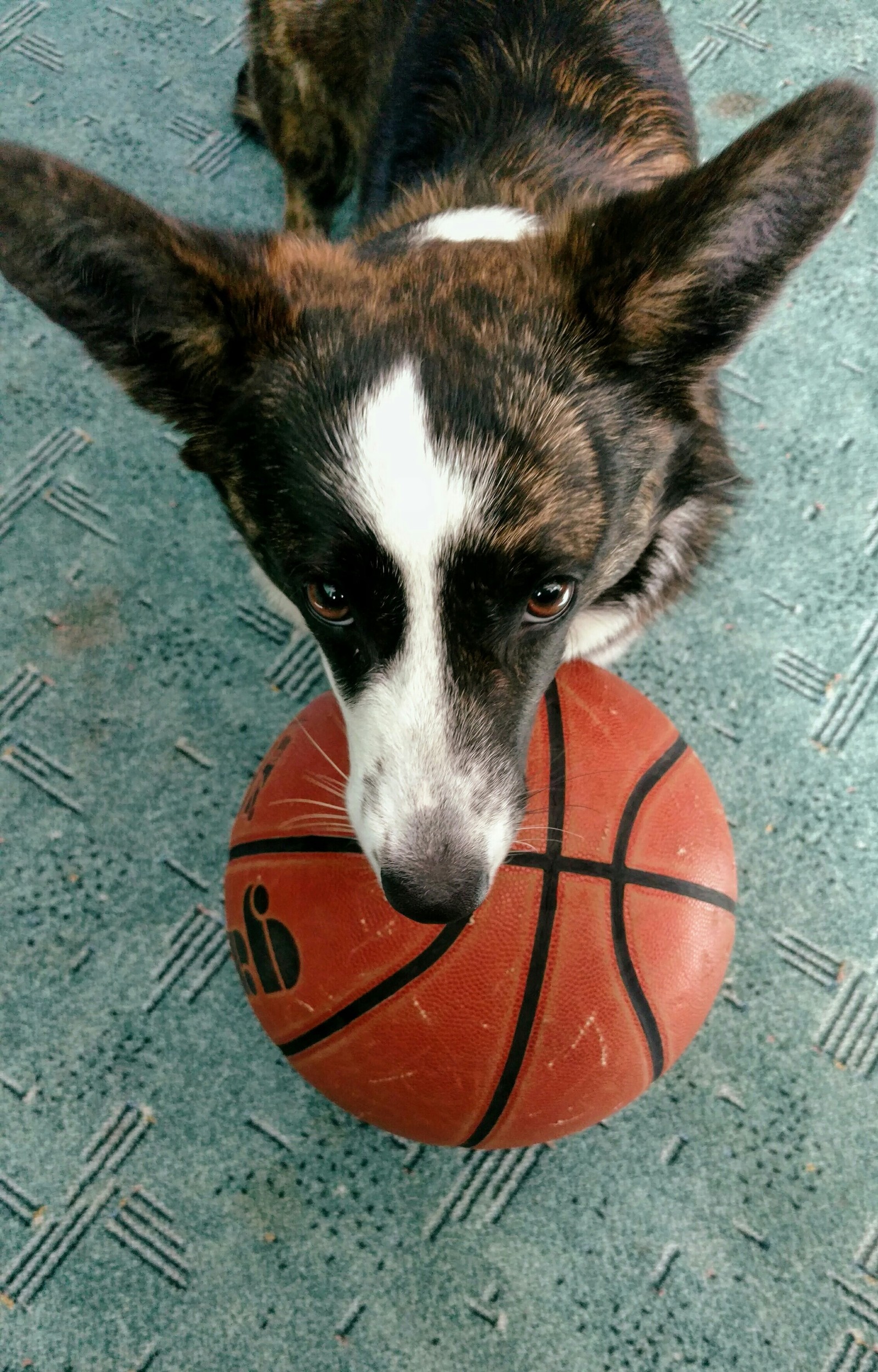 Well play with me - My, Corgi, Ball