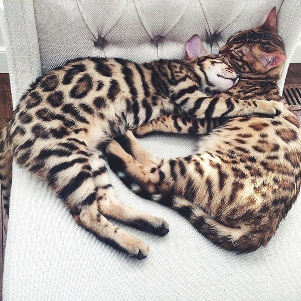 Pair of indoor leopards) - cat, Hugs, Color, Milota