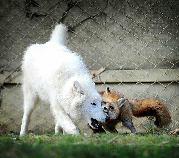 Friendship is like that :) - Fox, Wolf, friendship, Longpost