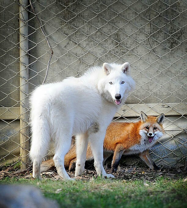 Friendship is like that :) - Fox, Wolf, friendship, Longpost