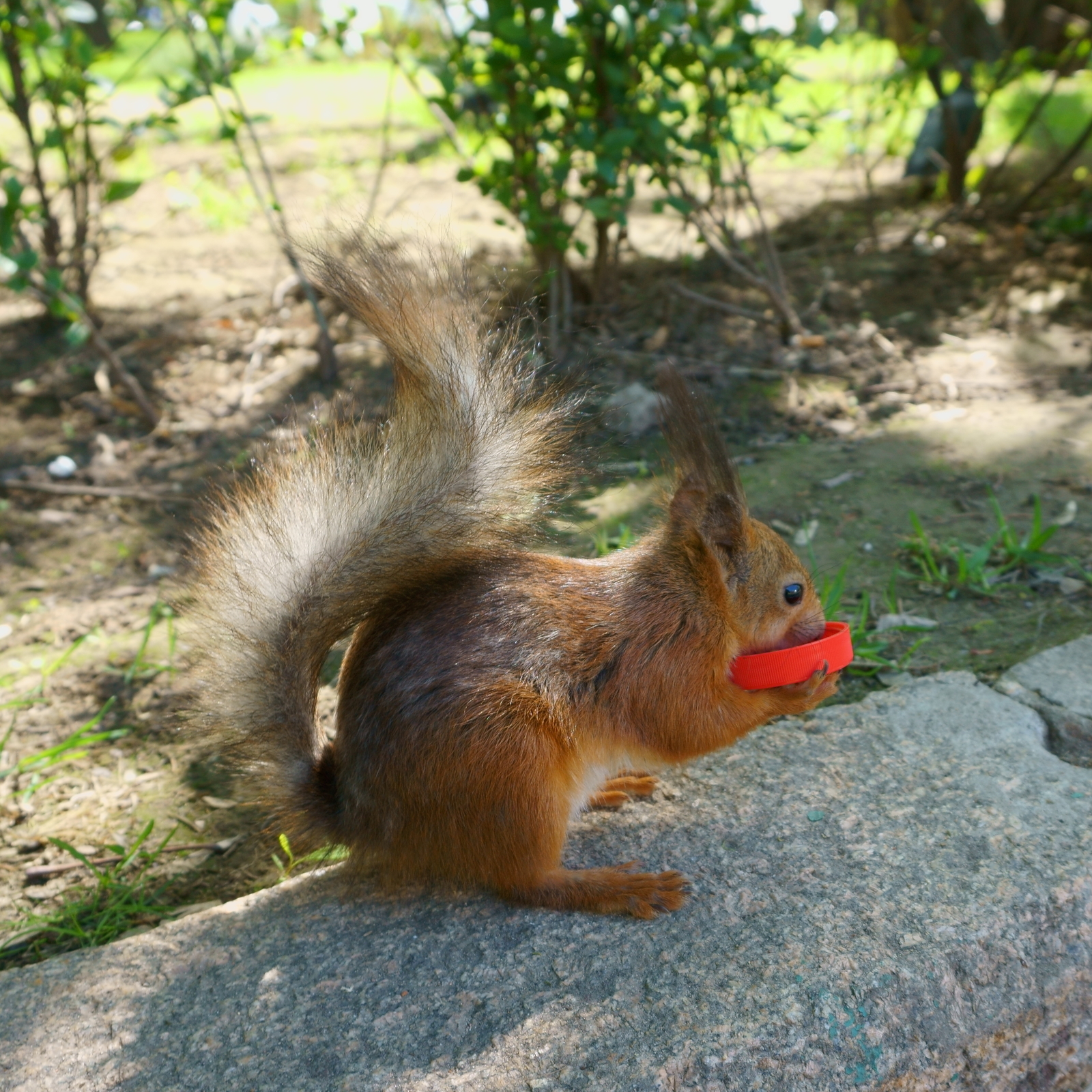 spring squirrels - My, Squirrel, Nuts, Gorky Park, Spring, Longpost