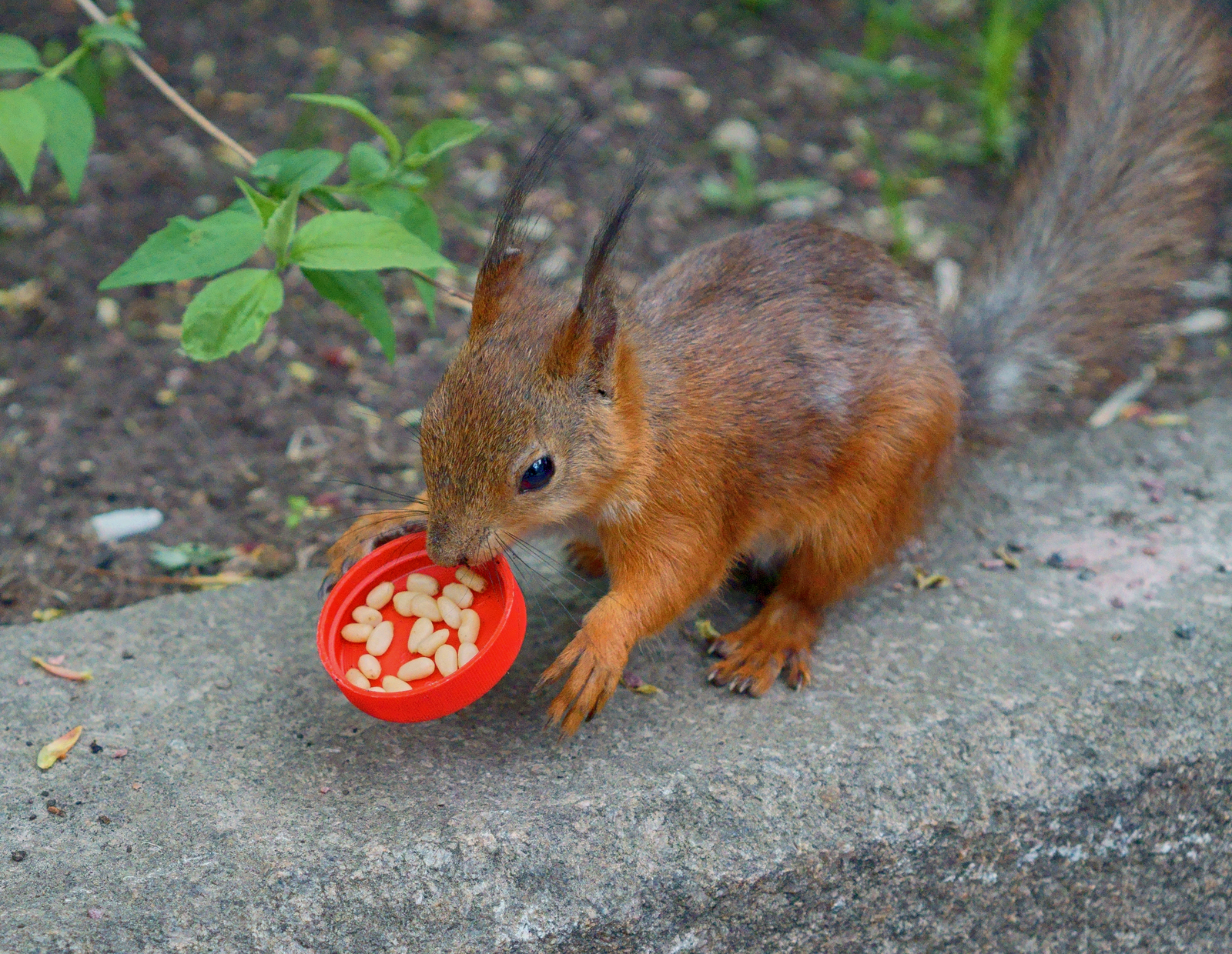 spring squirrels - My, Squirrel, Nuts, Gorky Park, Spring, Longpost