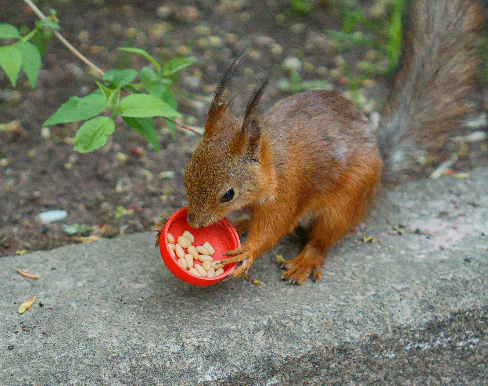 spring squirrels - My, Squirrel, Nuts, Gorky Park, Spring, Longpost