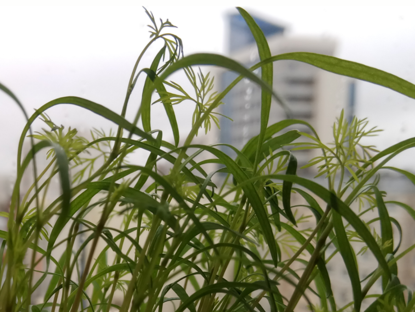 urban jungle - My, Dill, Seedling, Barnaul