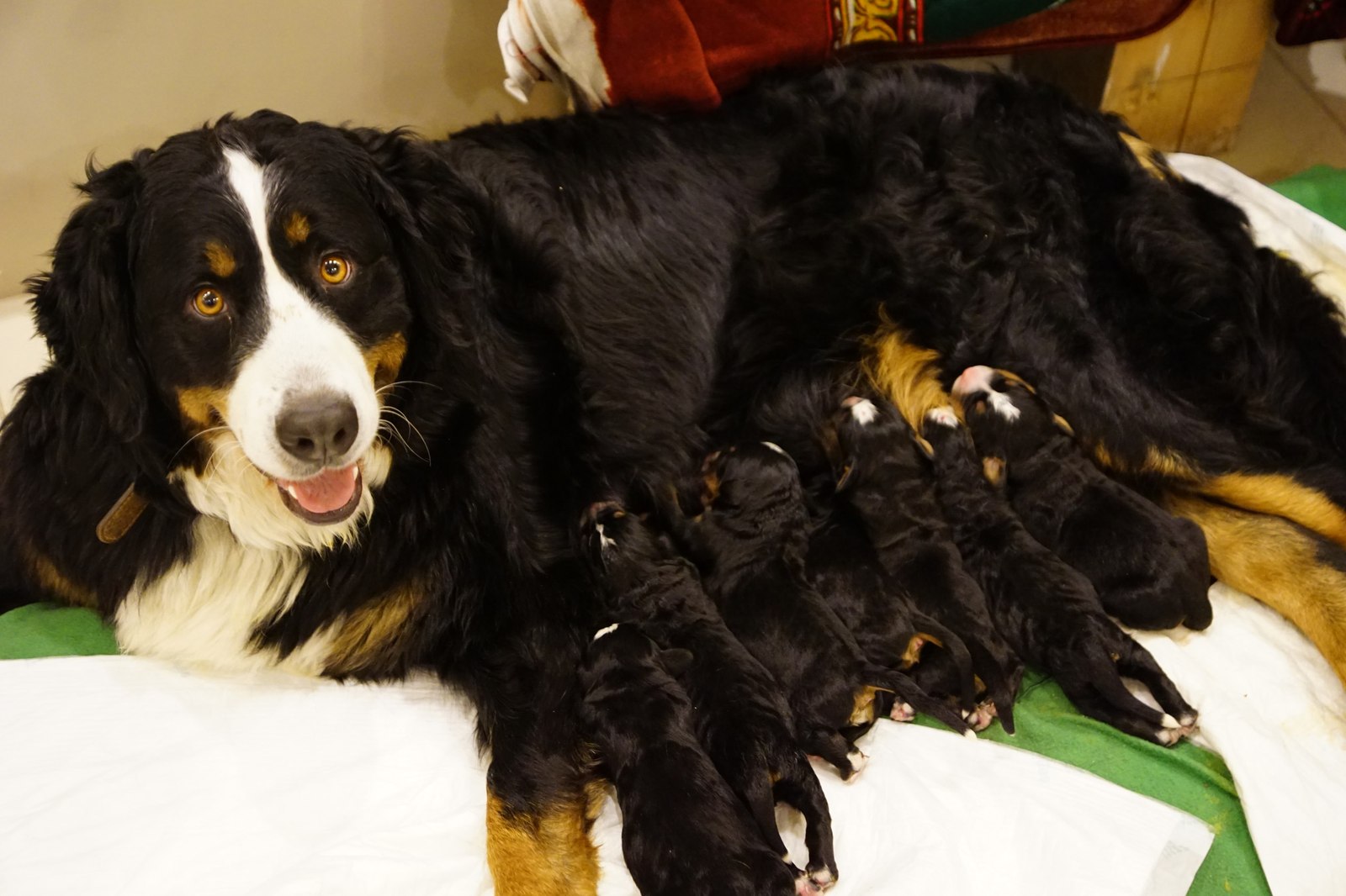 Bernese Shepherd - My, Dog, Puppies, Bernese mountain dog