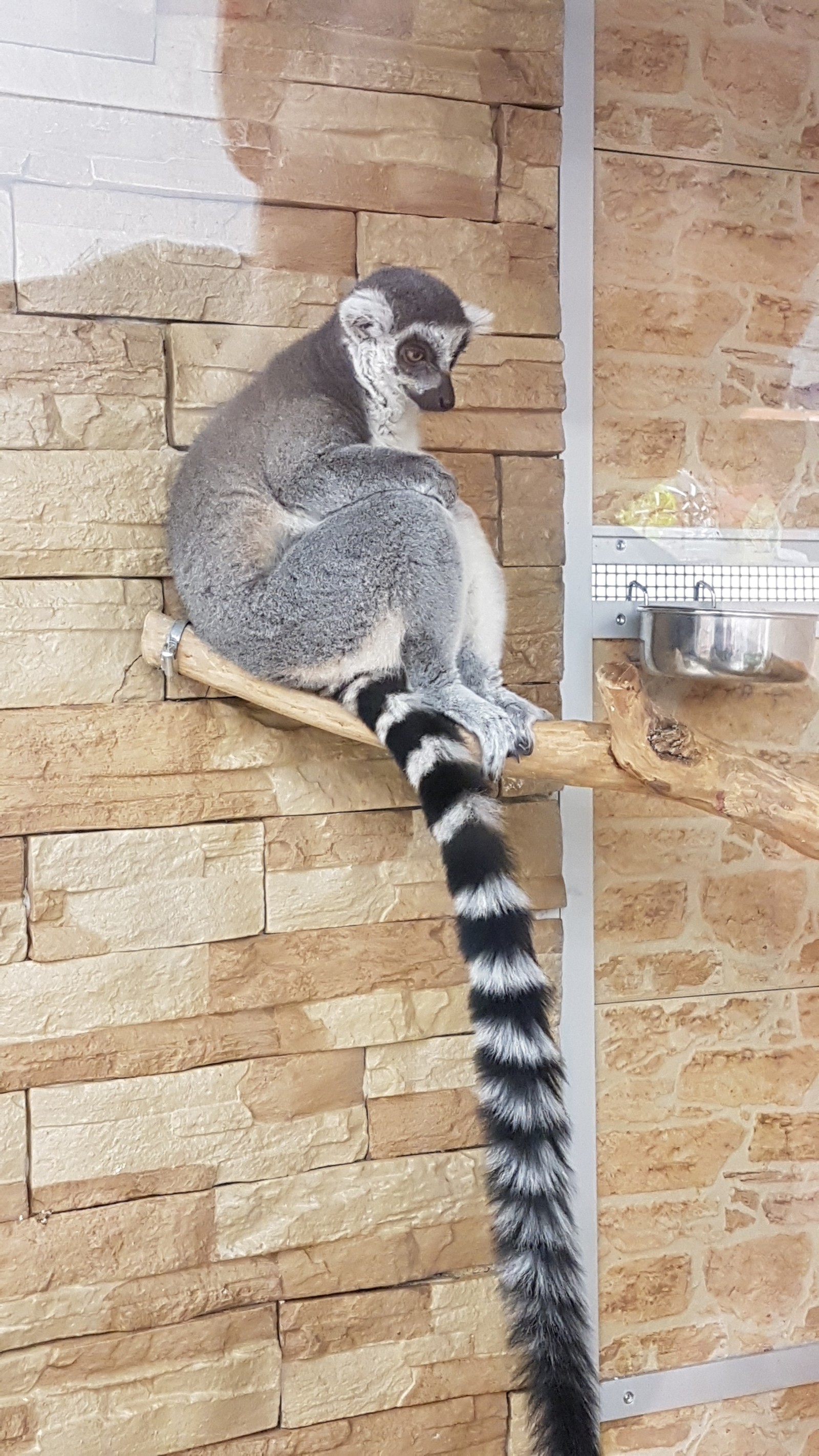 It's not a very nimble feeling - My, Lemur, Honey, Pet Shop, Fluffy, Longpost