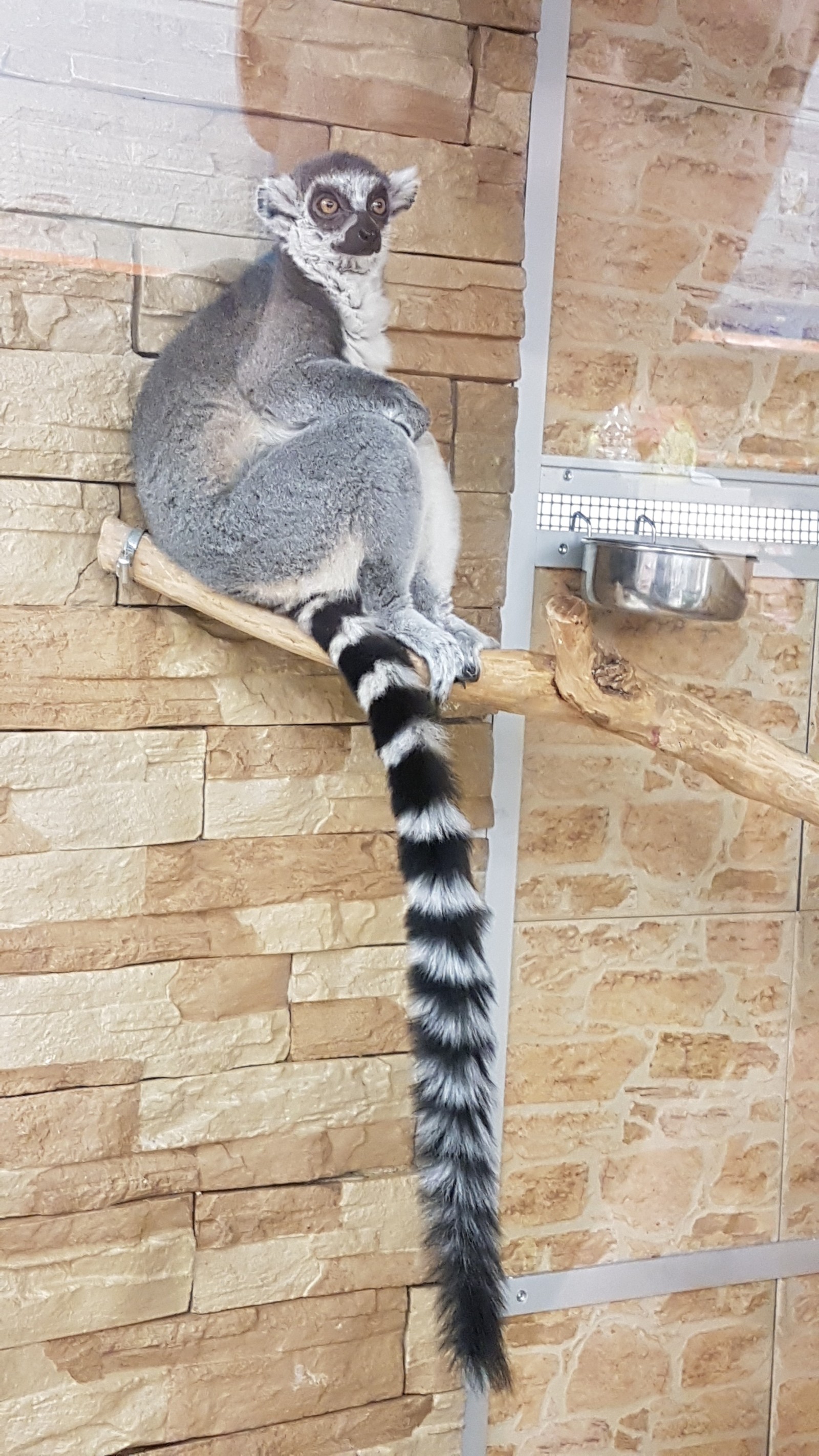 It's not a very nimble feeling - My, Lemur, Honey, Pet Shop, Fluffy, Longpost