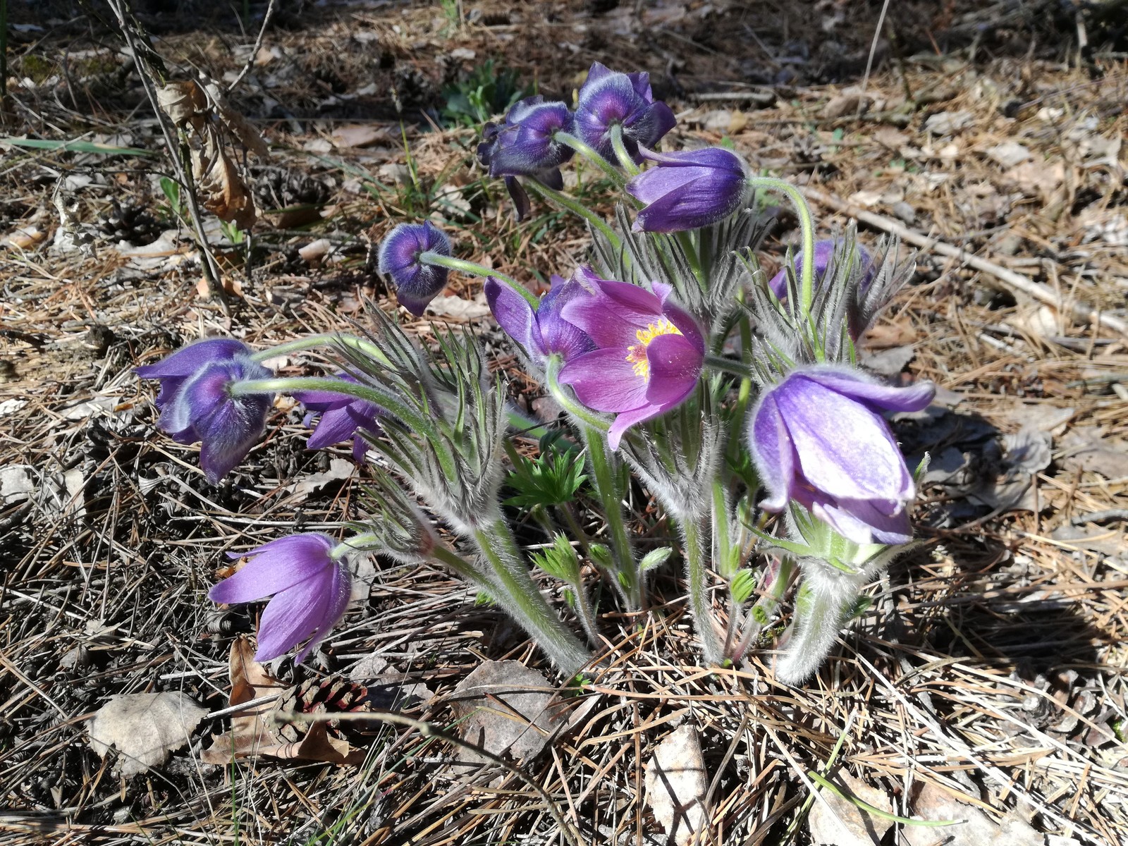 Sleep-herbs in your feed - My, Flowers, Spring