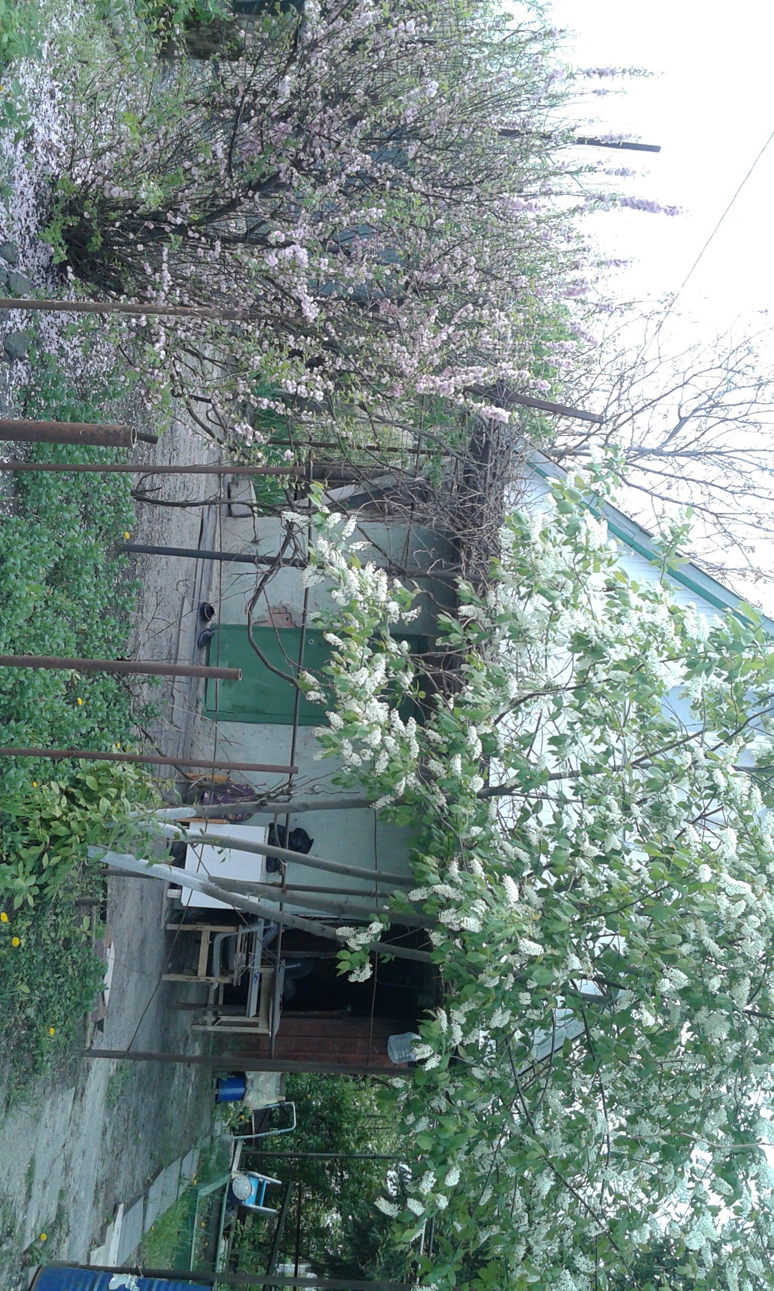 blooms - My, Dacha, Rostov region, Longpost