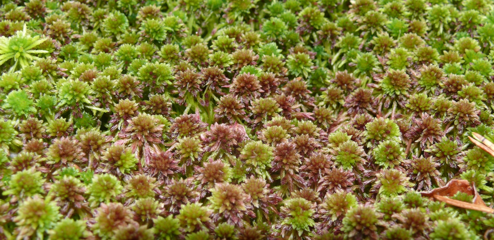 Just google Sphagnum - , Nature, Sphagnum, Moss