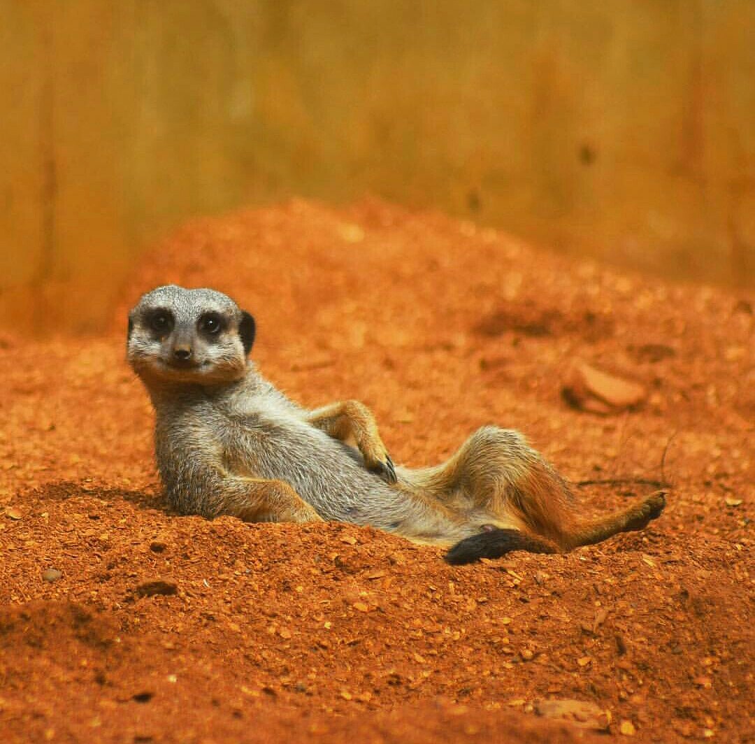 Photogenic 80 lvl - Meerkat, Animals, Discovery, The photo