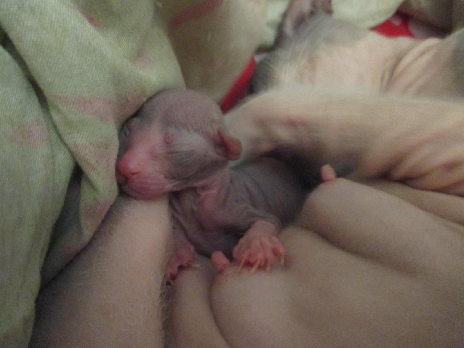 The baby was born... - My, Sphinx, Newborn, cat