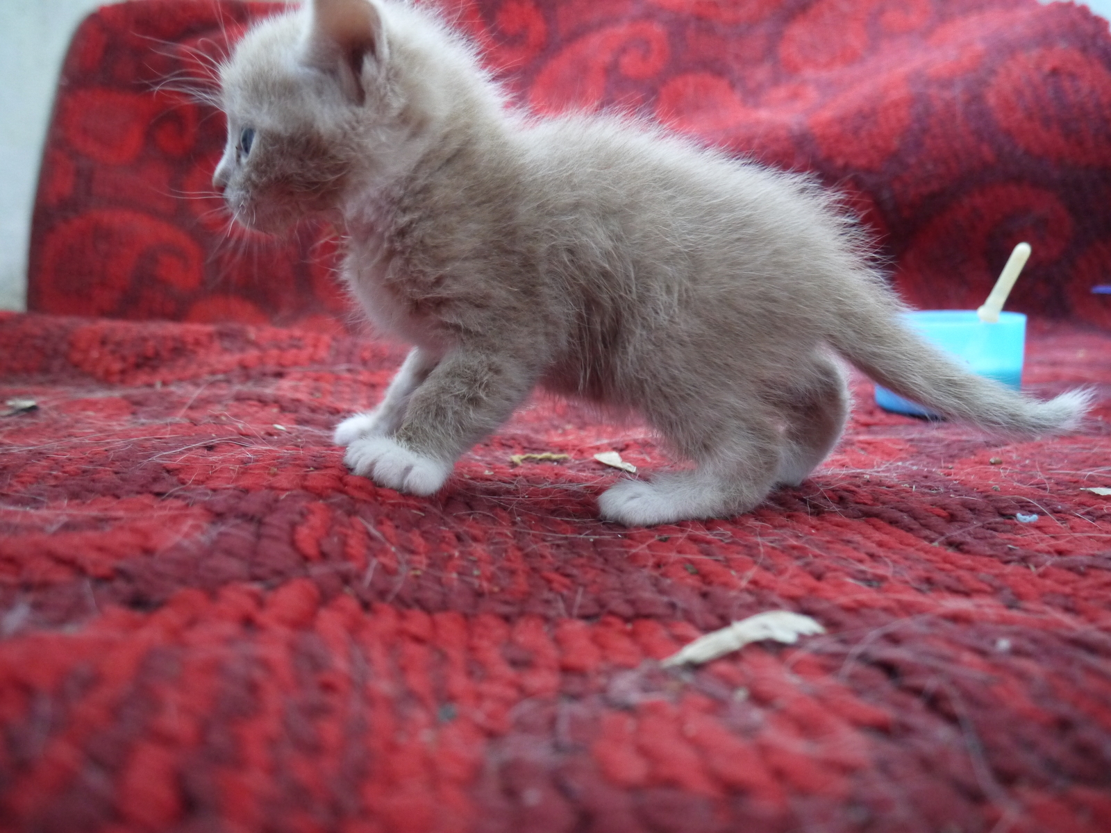 Kittens are in good hands. - My, , In good hands, Animal Rescue, Kittens, Nizhny Novgorod, Longpost
