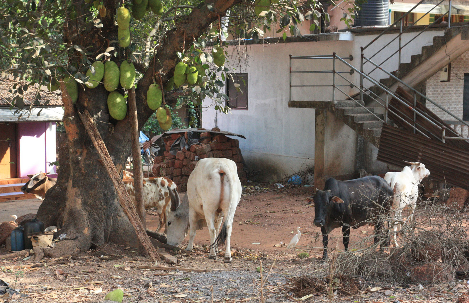 Immersion in the world of Goa: notes of an amateur part#1 - My, Goa, Travels, Graphomancy, Longpost, India