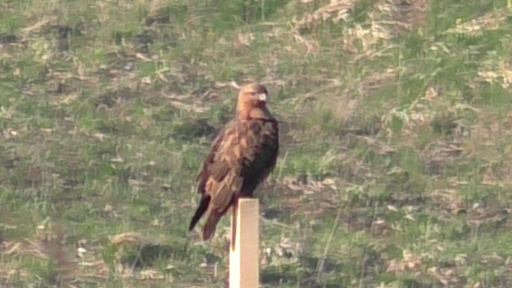 Ornithologists and naturalists, tell me - who is this? - Predator birds, Eagles, Spotted Eagle, , Buzzard
