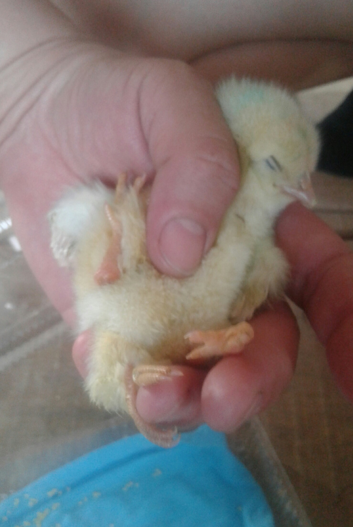 Chicken with 4 legs - My, Chickens, Mutant, WTF