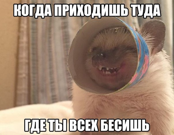 Милота | Пикабу