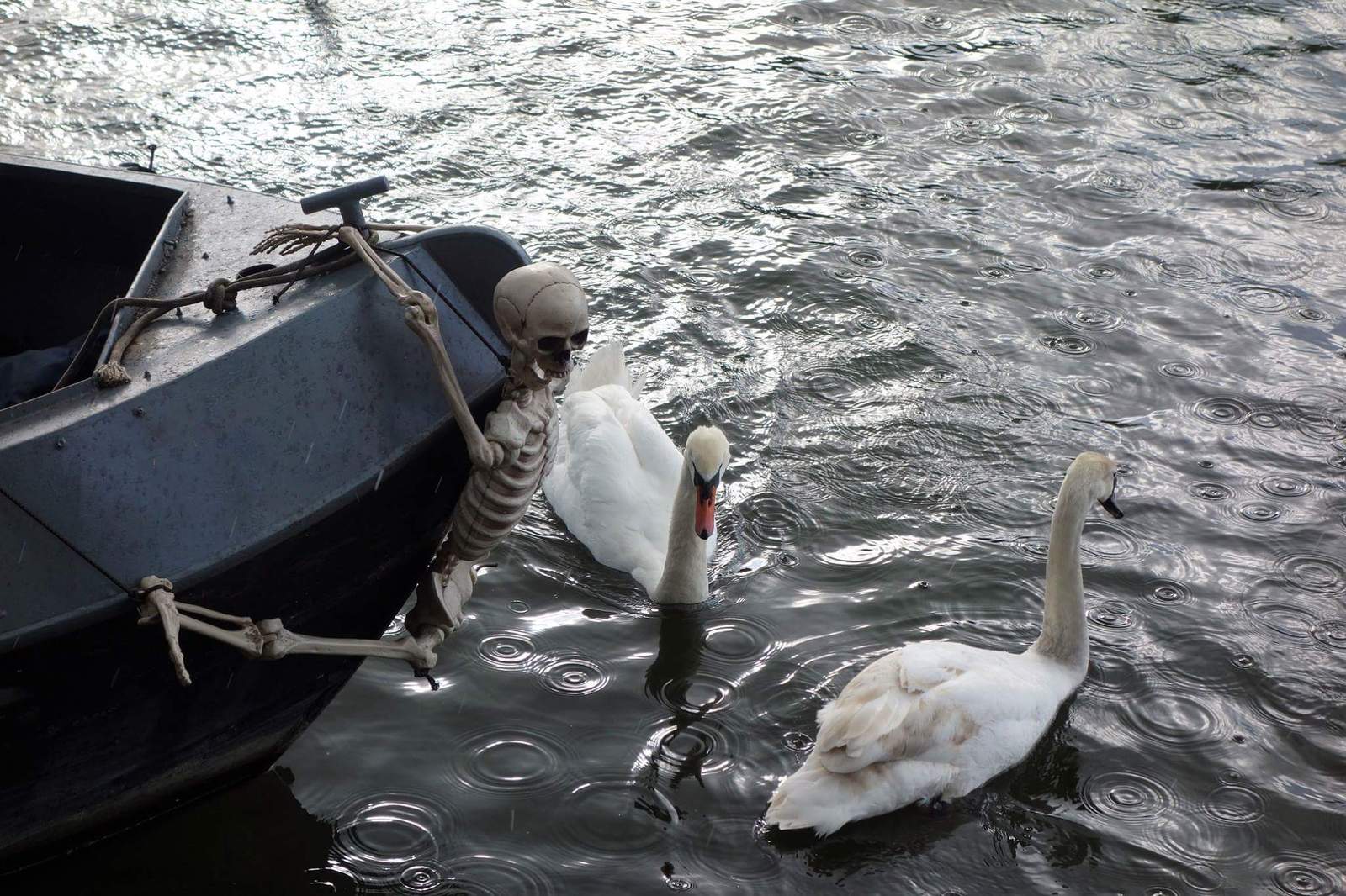 Out of the closet - Swans, Skeleton, A boat, Unclear, What's happening?