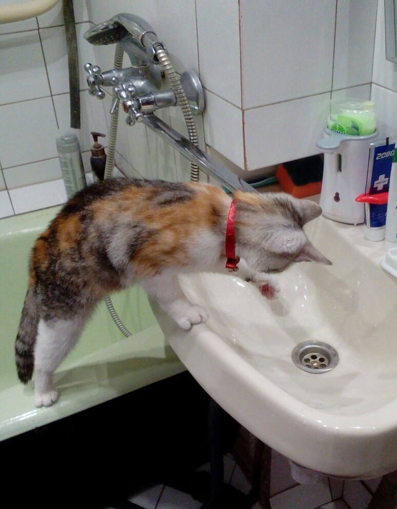 Kitty and water - My, cat, Tricolor cat, Tap water, , Longpost, Entertainment, Water