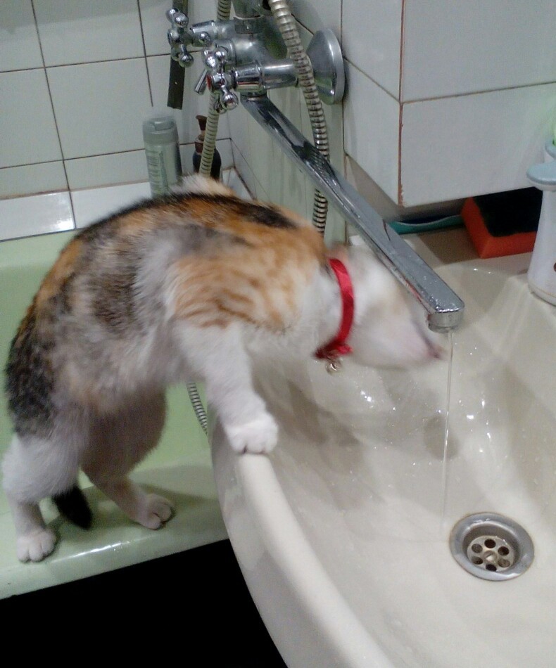Kitty and water - My, cat, Tricolor cat, Tap water, , Longpost, Entertainment, Water