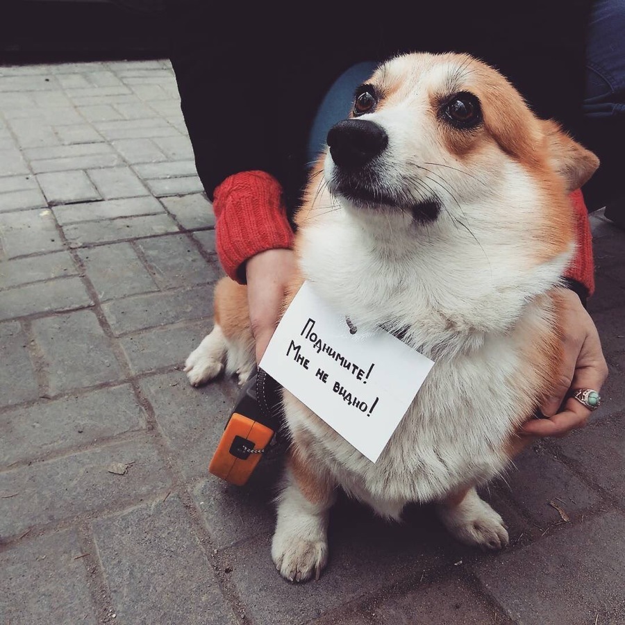 Corgi asks to be picked up in hot - Corgi, Creative, , Ilya Varlamov, The photo