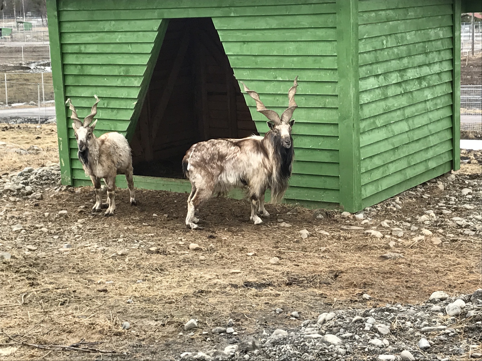 Menagerie of ungulates on the Black Stones, Karelia. - My, Карелия, Leisure, Menagerie, Ungulates, , Longpost