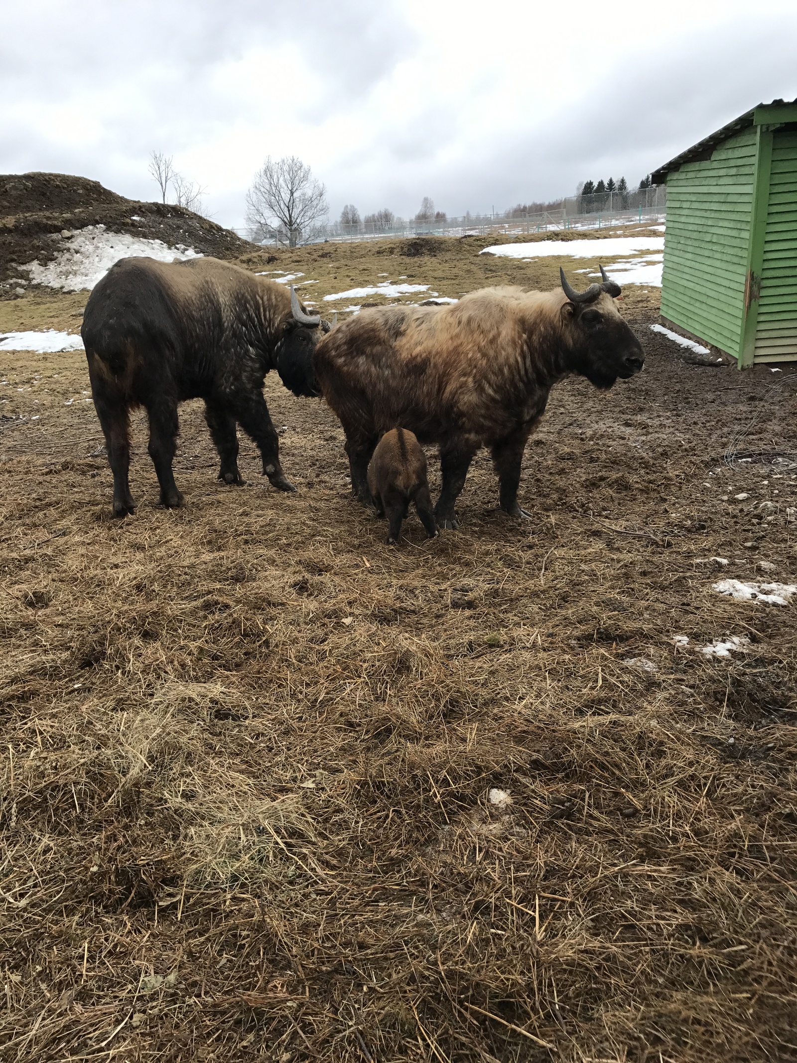 Menagerie of ungulates on the Black Stones, Karelia. - My, Карелия, Leisure, Menagerie, Ungulates, , Longpost