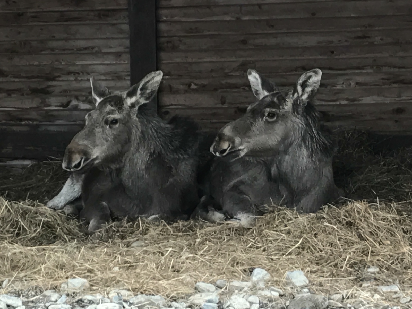 Menagerie of ungulates on the Black Stones, Karelia. - My, Карелия, Leisure, Menagerie, Ungulates, , Longpost